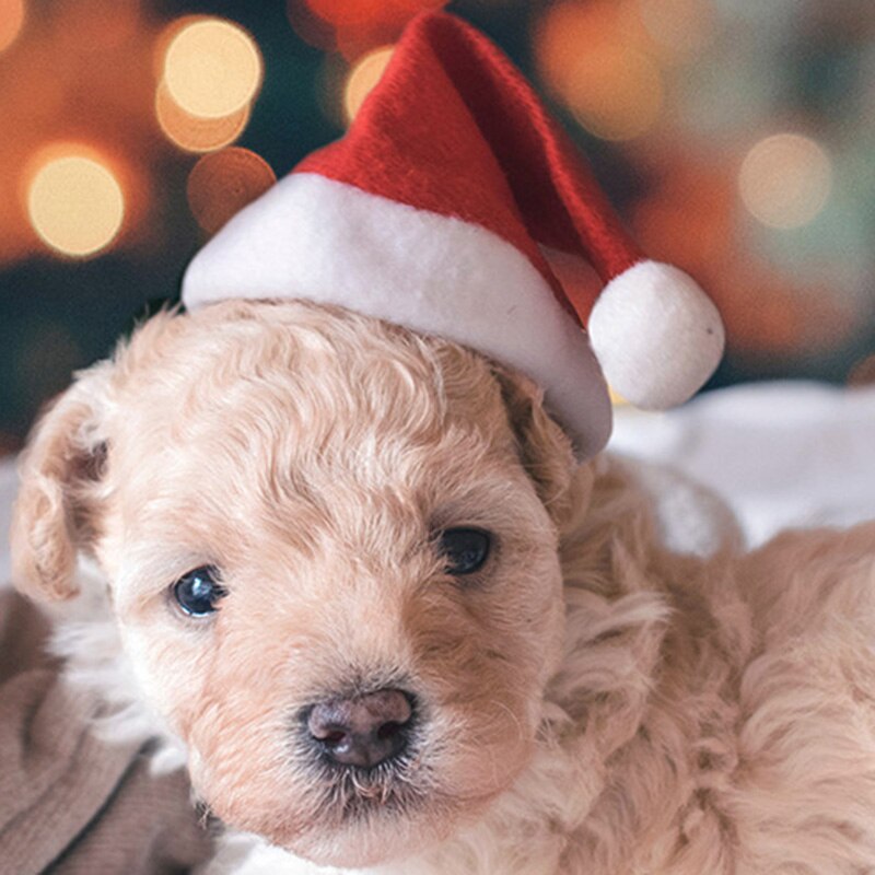 Gorro navideño para mascotas